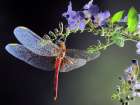 Dragonfly Art Print by Jimmy Hoffman
