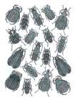 Insects Art Print