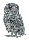 Baby Owl Art Print