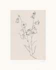 Bellflowers ink drawing Art Print