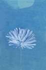 White Flower On Blue Background Minimalist Print