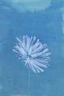 White Flower On Blue Background Art Print
