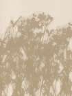 Wild flowers in ochre and white Art Print