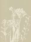 Abstract Florals. White meadow plants and flowers on neutral beige. Art Print
