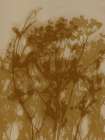 Abstract Florals. Wild flowers in ochre Art Print