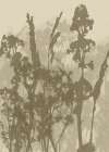 Misty Meadow. Abstract Botanical Art No.10 Art Print
