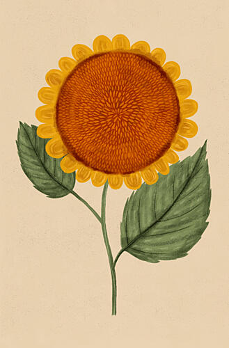 Sunny Sunflower Bloom Art Print by EMELIEmaria