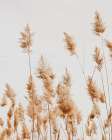 Coastal Maryland Art Print