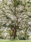 Big tree #3 Art Print