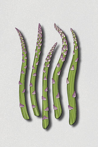 Fresh Green Asparagus Art Print by EMELIEmaria