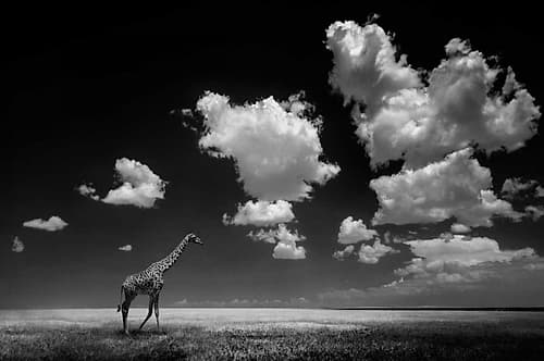 Gone With The Clouds Art Print by Alberto Ghizzi Panizza