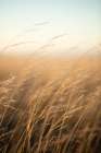 Golden Prairie Grass Art Print