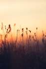 Silhouettes of Wild Grass Art Print