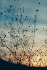 Silhouettes of Wild Grass Art Print