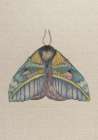 Zrmoth8 Print 70x100 Art Print