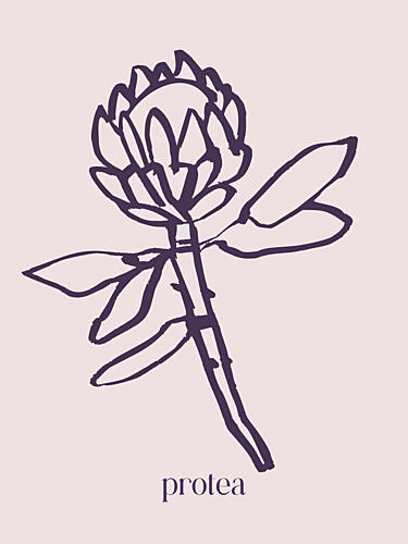 Elegant Protea Line Art Print