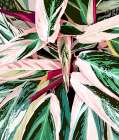 Tropical Variegated Houseplant Art Print