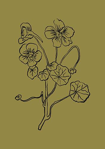 Delicate Lines of Nature Art Print