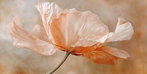 Whispering Blossom Art Print