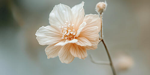 Petal Serenity Art Print
