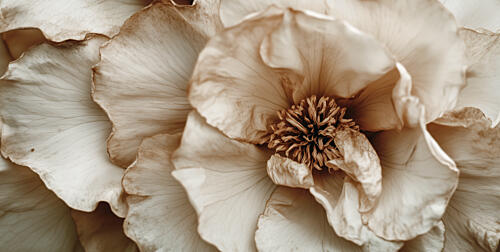 Petals in Whisper Art Print