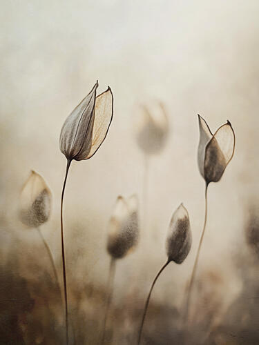 Whispers of Nature Art Print