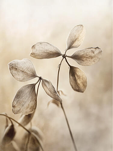Delicate Petals Art Print