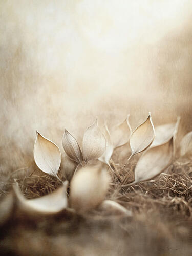 Whispering Leaves Art Print