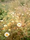 White Daisies And Golden Wildflowers Art Print