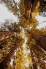 Redwoods From Below Art Print