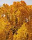 Groves of Gold Art Print