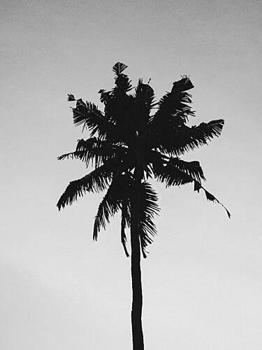 Lone Palm Silhouette Art Print