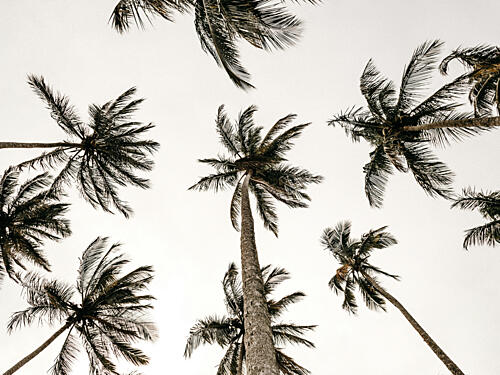 Palm Skyview Art Print