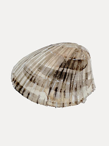 Seashell Serenity Art Print