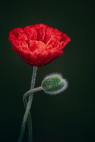 Red Poppy and Bud Art Print