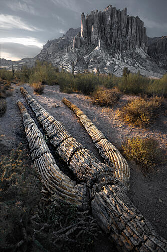 Ancient Saguaro Desertscape Art Print