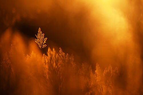 Golden Leaf Glow Art Print