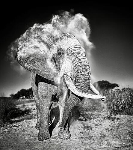 African Elephant Dust Cloud Art Print