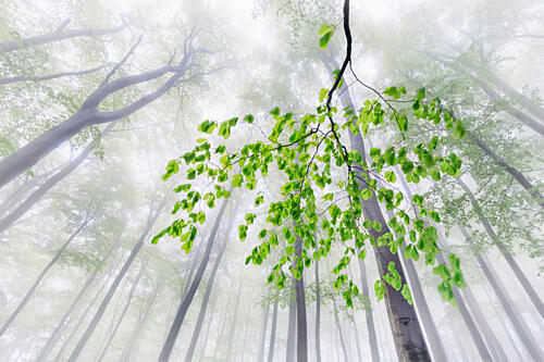 Green Leaves in Mist Art Print
