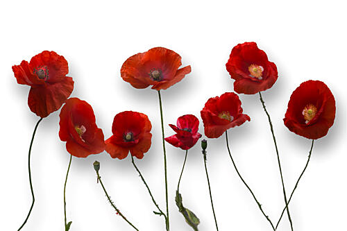 Vibrant Red Poppies Art Print