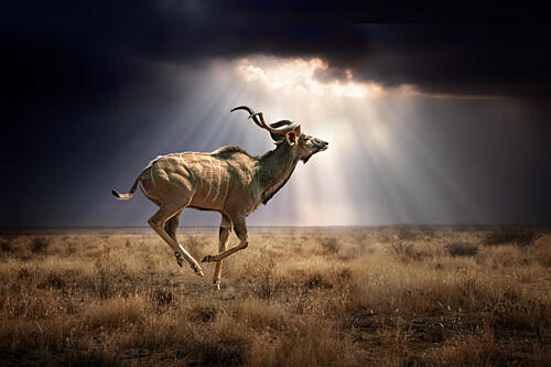 Majestic Kudu Gallop Art Print