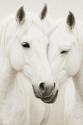 Equine Embrace Art Print