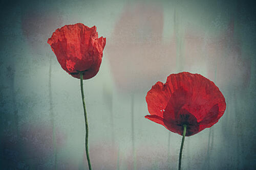 Soft Red Poppies Art Print