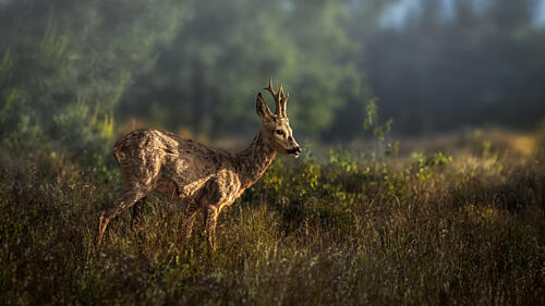 Roe Deer Golden Light Art Print