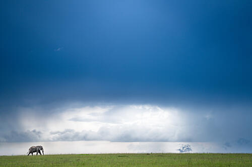 Lone Elephant Stormy Sky Art Print