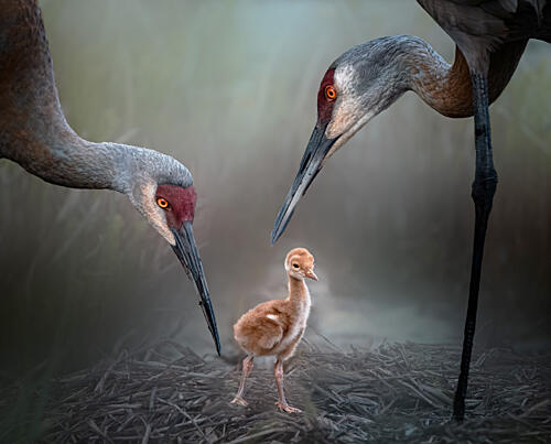 Sandhill Crane Family Art Print