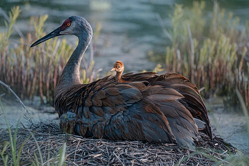 Sandhill Crane Chick on Back Art Print