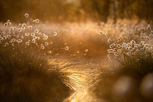Golden Cotton Grass Glow Art Print