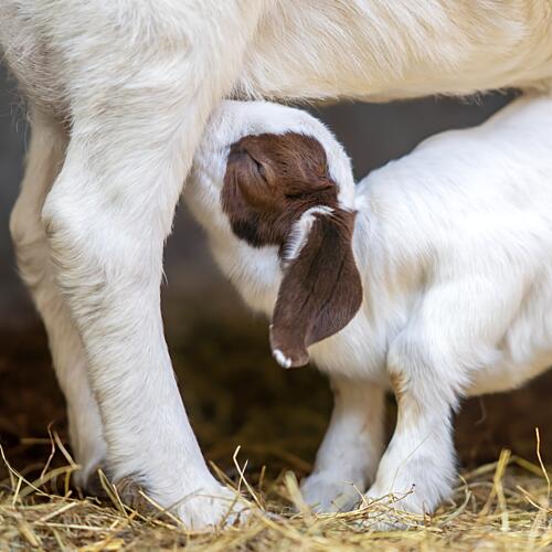 Nursing Baby Goat Art Print