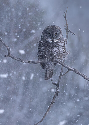 Gray Owl Winter Snow Art Print